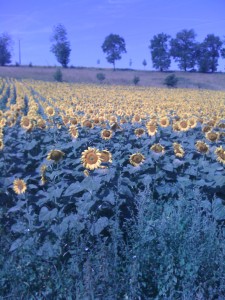 Zonnebloemen onderweg naar Périgueux Zonnebloemen onderweg naar Périgueux