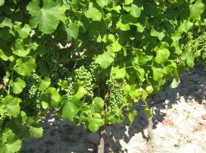 Druifjes
