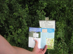 Ja, het is de goede wandeling Ja, het is de goede wandeling